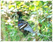 Birds in Chiang Dao 